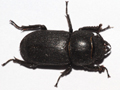 Dorcus parallelipipedus